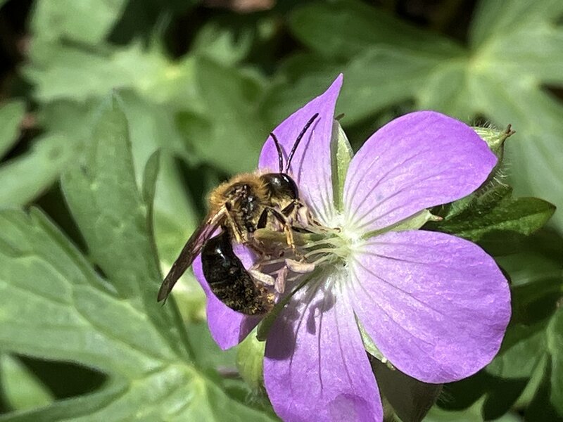 A Mining Bee pollenating a Geranium flower.