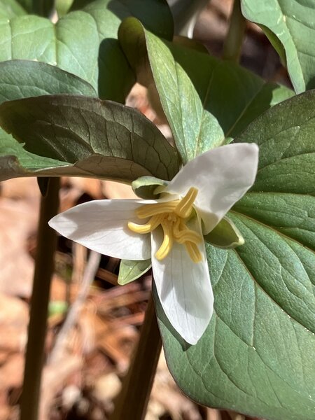 Nodding White Trillum.