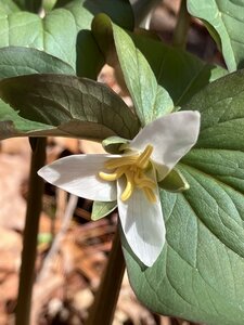 Nodding White Trillum.