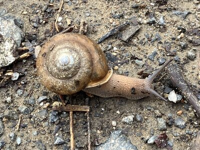 Whitelip Snail.