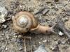 Whitelip Snail.