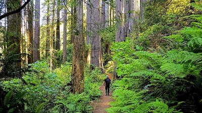 Damnation Creek Trail.