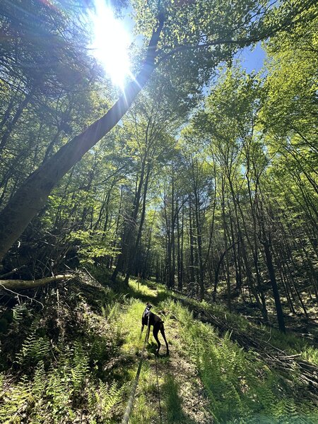 Hike out with Rooster. It is LUSH green here in Rider and Loyalsock (May 2025)