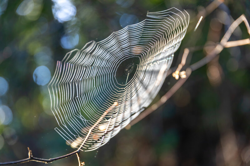 A large spider web shimmering with morning dew.
