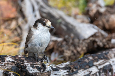 A Canada Jay on Mount Rose