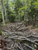 Roots on the Bald Mountain Trail