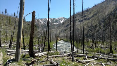 Marsh Creek in the Frank Church - River of No Return Wilderness. Regenerating burn area. Burns are typically due to lightening.