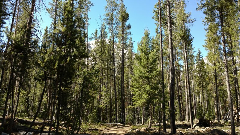 Iron Creek Trail starts off in the forest with glimpses of the mountains ahead.