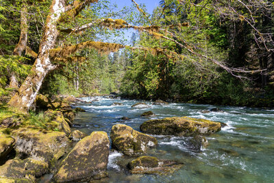North Fork Skokomish River