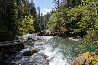 View from the bridge across the North Fork Skokomish River