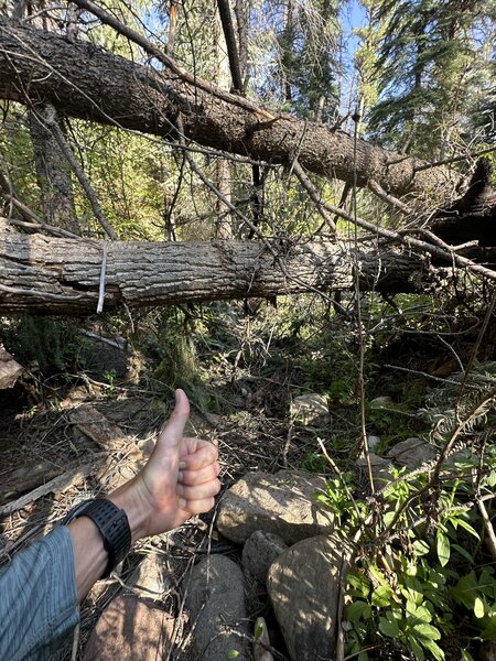 Dead fall galore (Spring 2025)