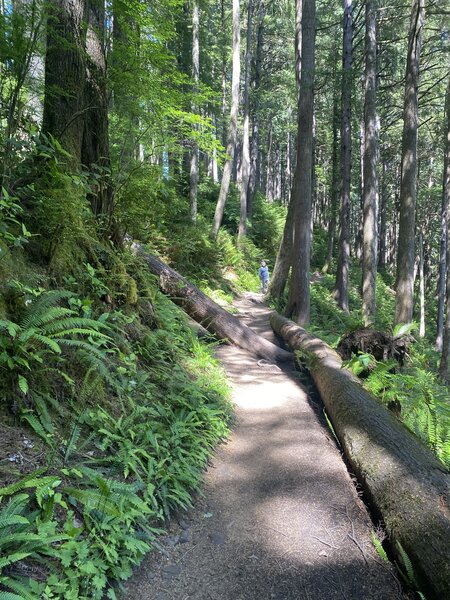 Tree blocking the path, had to climb over which was pretty difficult yet fun.