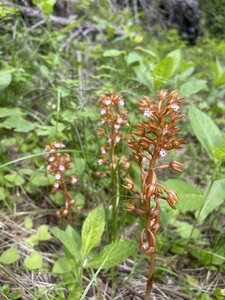 Some neat wildflowers.