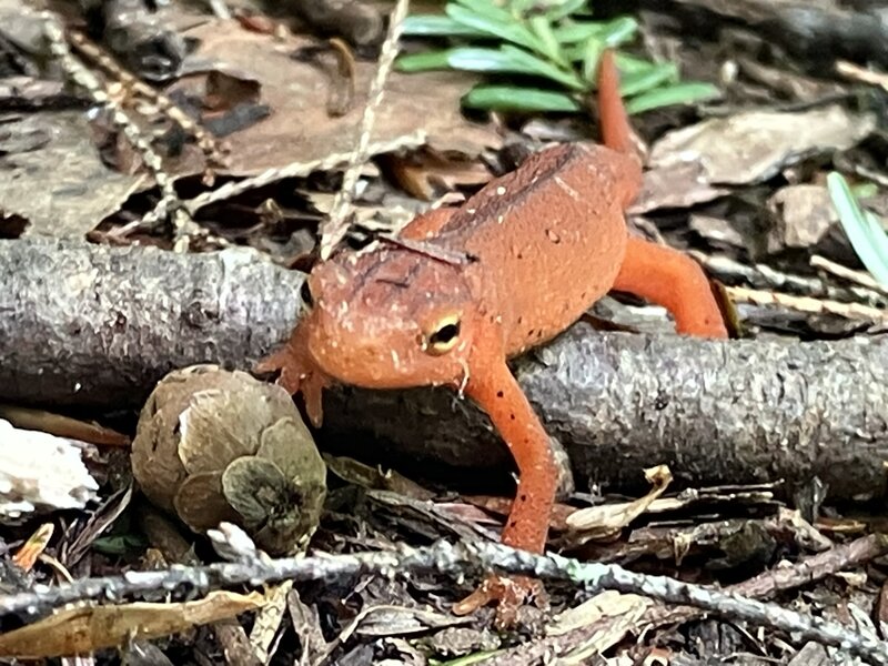 The tiny guardian of pinecones.