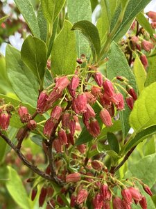 Huckleberries in bloom.