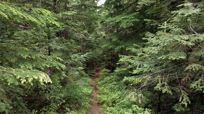A narrow singletrack path through the dense conifer forest leads to Geisinger Trail camp.