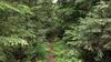 A narrow singletrack path through the dense conifer forest leads to Geisinger Trail camp.