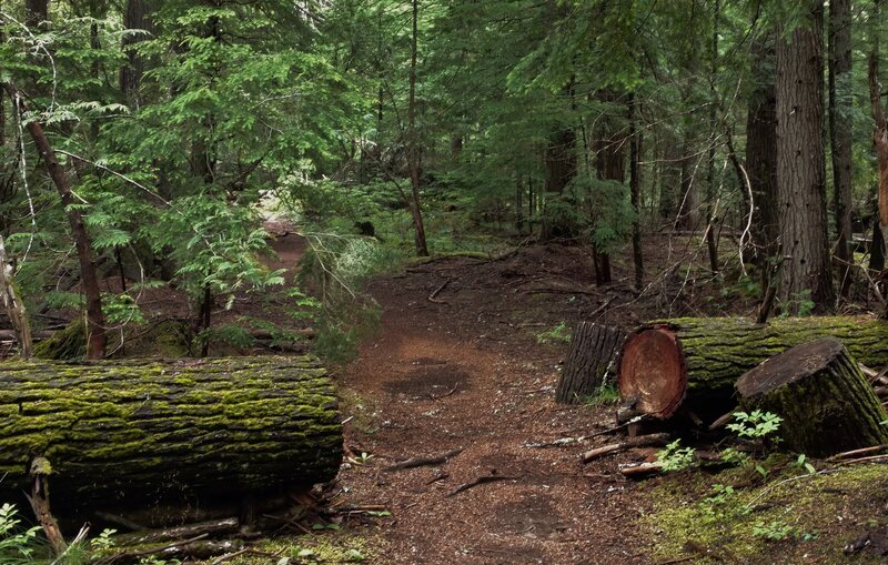 Big old logs cleared off this well maintained trail.  Thank you trail crews!