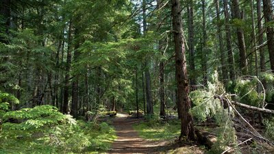 Tall. stately cedars and other conifers in the pretty, sunlit forest.