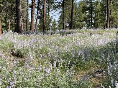 Field of lupine along trail