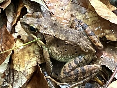 Wood Frog.
