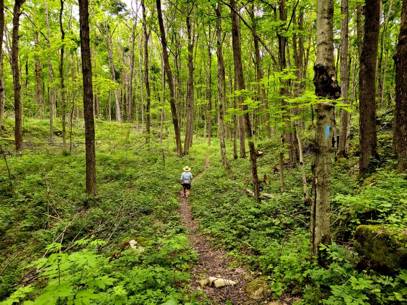 Along the Hart's Tongue Side Trail.