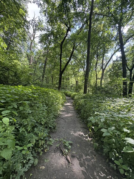Walking the North Loop of the Brown's Woods Trail.