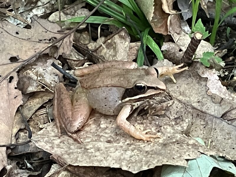 A Wood Frog on the Red Trail.