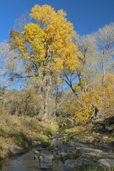 Cottonwoods along San Vicente Creek.