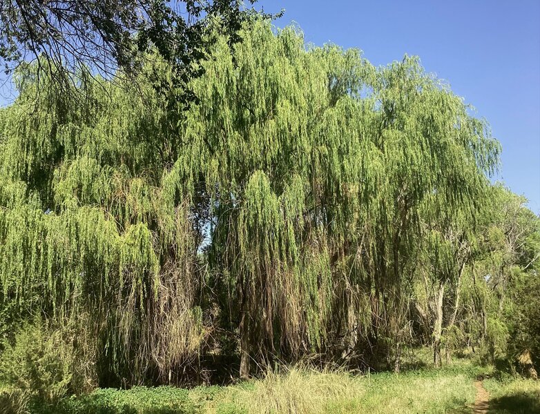 Lush vegetation along San Vicente Creek includes some of the largest weeping willows you have ever seen!