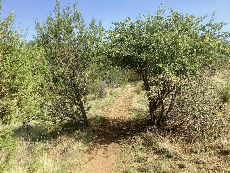 Mexican blue oaks form a canopy along San Vicente Creek Trail.