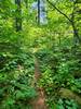 Eighteen Lake Trail