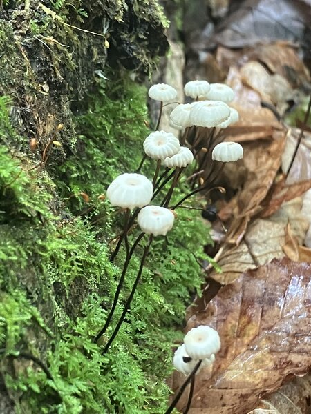 Parachute Mushrooms on moss.