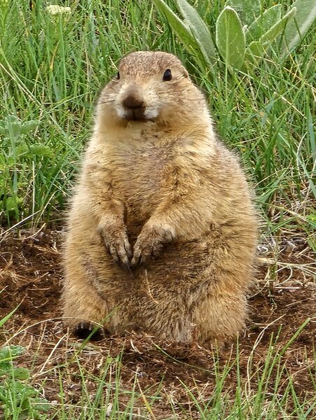 Black-tailed prairie dog in one of the Prairie Dog towns along the trail.