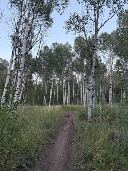 One of the more forested trails in the area, good variety of trees too.