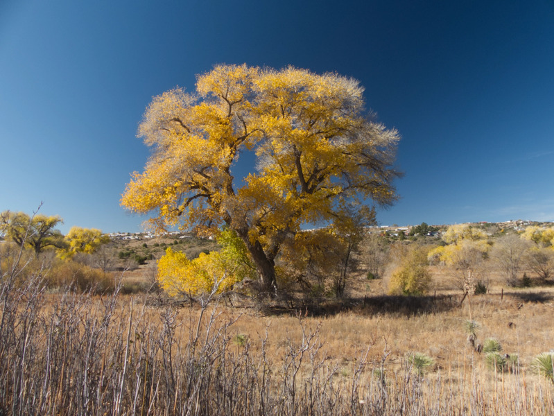 Fall colors along the San Vicente Creek Trail.