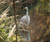 Great egret fishing in San Vicente Creek.