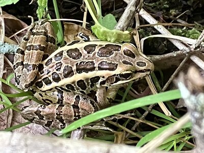 Pickerel Frog at the edge of the marsh.