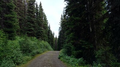 Dense, healthy conifer forest along Elk Pass Trail.