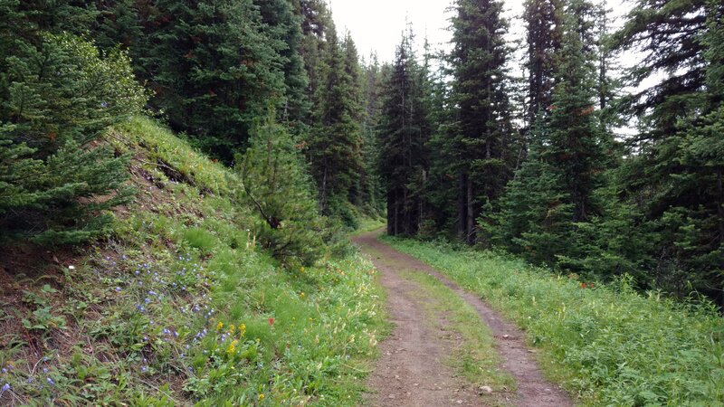 Summer wildflowers and pretty forest as the trail gradually climbs to Elk Pass.
