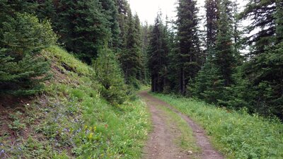 Summer wildflowers and pretty forest as the trail gradually climbs to Elk Pass.