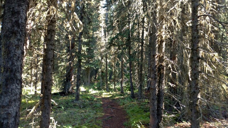 Lower Elk Lake Trail travels through the conifer forest.