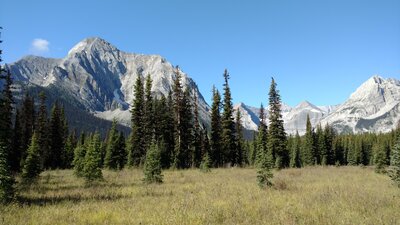 Meadows along Lower Elk Trail open up the views. Mt. Aosta, 9,823 ft., (left) and distant glaciated peaks on the right.