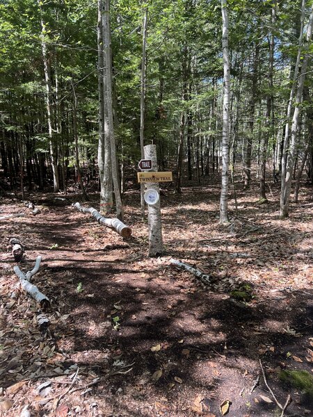 A section of the trail: most of the trail is like this, soft ground, shaded.