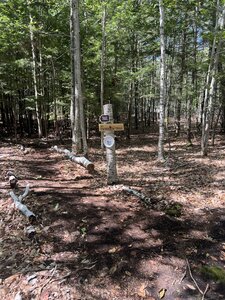 A section of the trail: most of the trail is like this, soft ground, shaded.