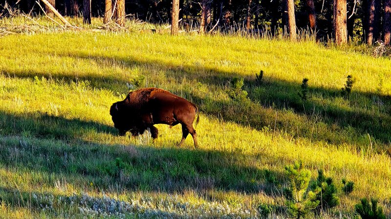Met this Bison walking down the trail towards me.