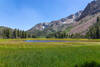 Meadow south of Yost Lake.