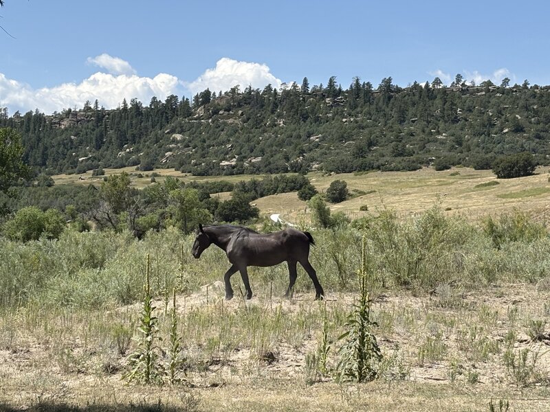Working ranch nearby
