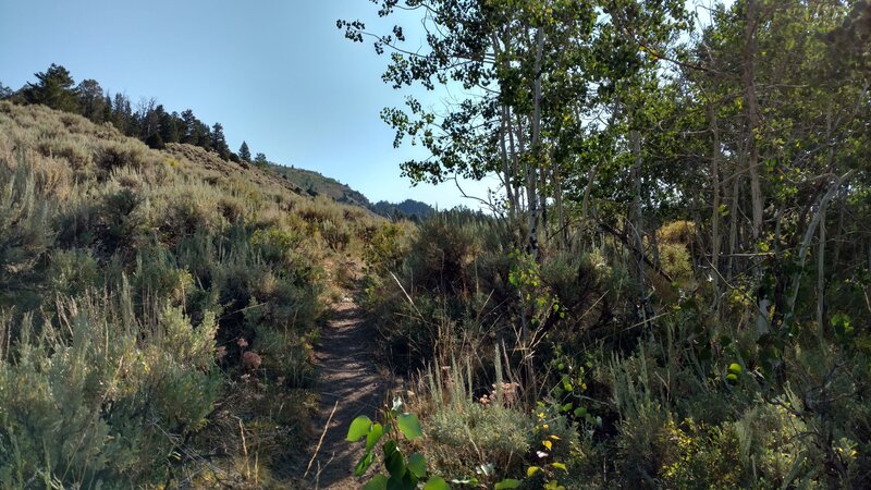 Scab Creek Trail starts out in the sagebrush charactistic of the land surrounding the Wind River Range.