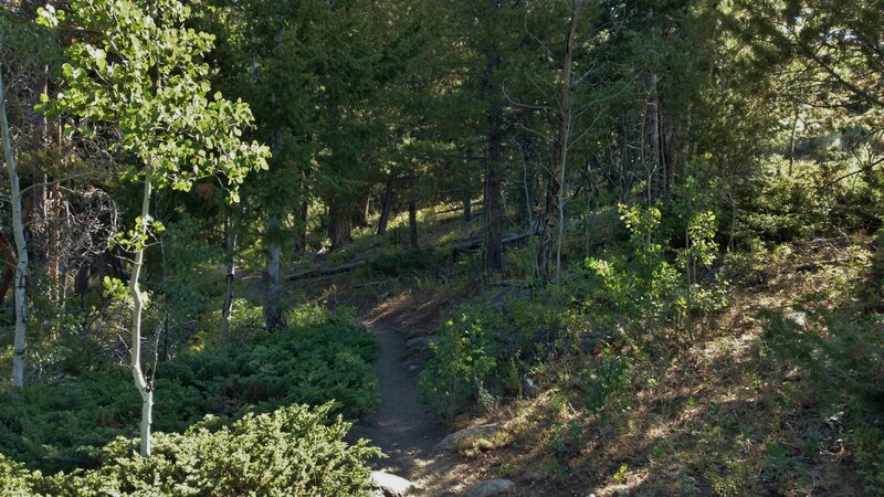 Nicely shaded forest trail for the first several miles, a welcome relief from the bright, hot sun at these altitudes.